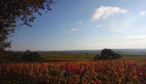 Weingut Wagner